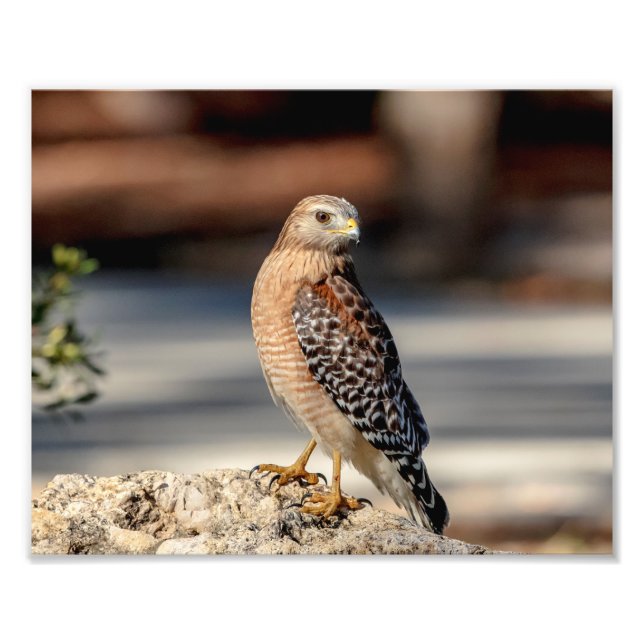 10x8 Red Shouldered Hawk on a rock Photo Print (Front)
