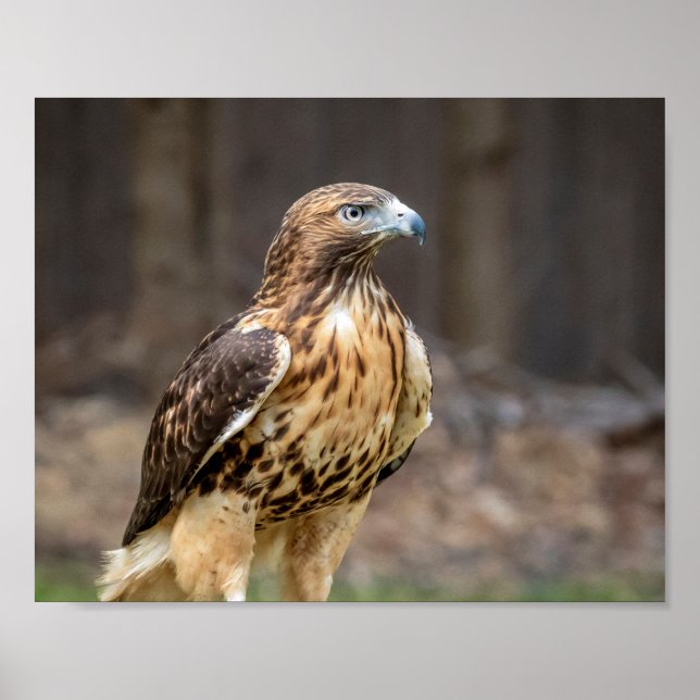 10x8 Red-tailed hawk in the Hudson Valley Poster (Front)