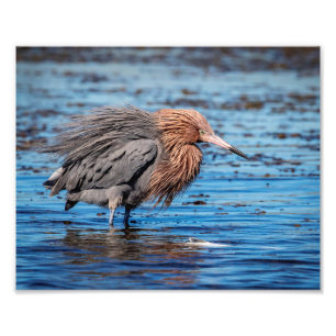 10x8 Reddish Egret on North Beach Photo Print