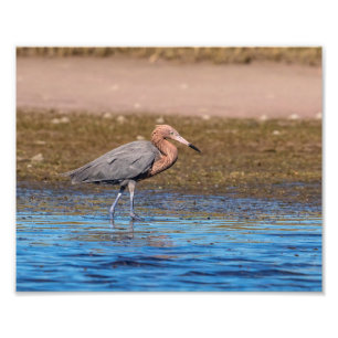 10x8 Reddish Egret on North Beach Photo Print