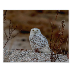 10x8 Snowy owl sitting on a rock Photo Print