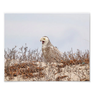 10x8 Snowy owl sitting on the beach Photo Print