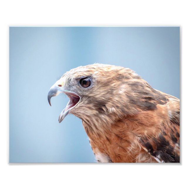 10x Red Shouldered Hawk Photo Print (Front)