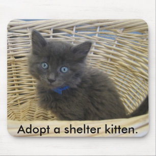112907 petfinder 028, Adopt a shelter kitten. Mouse Pad