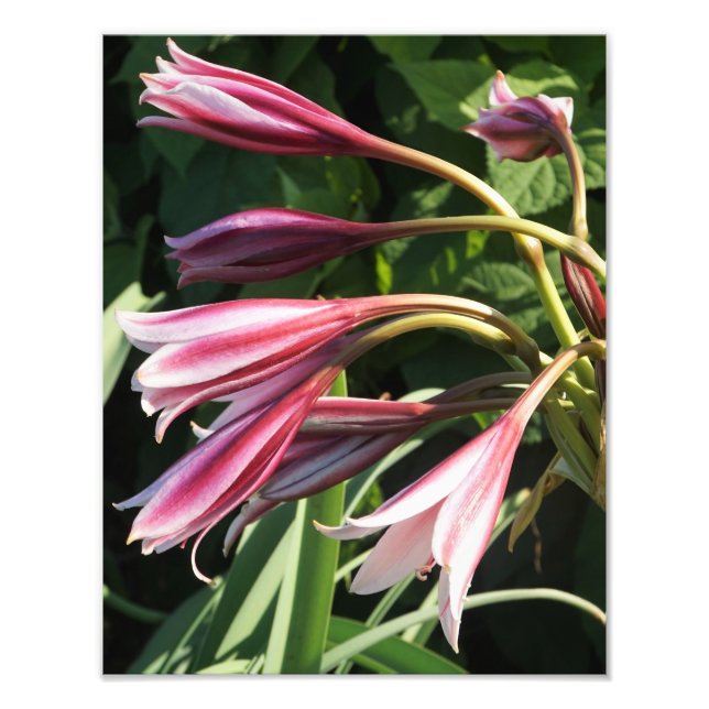 11"x14" Crinum Lily Photo Print (Front)