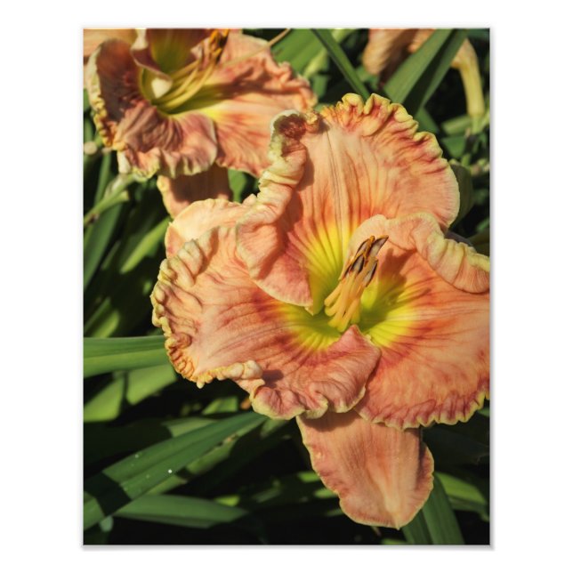 11"x14" Daylily Photo Print (Front)