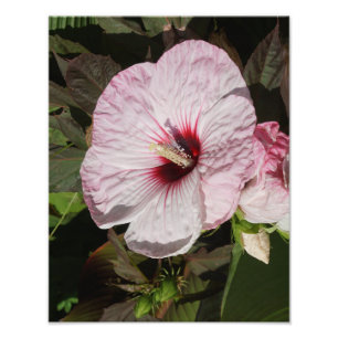 11"x14" Hardy Hibiscus Photo Print