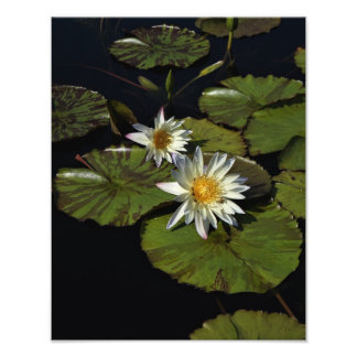 11"x14" Water Lilies Photo Print