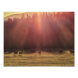 11"x8.5" Photo Print    Red Dawn Elk