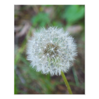 11" x 14" beautiful dandelion photo print