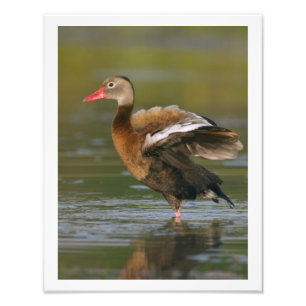 11 x 14 Black-bellied Whistling Duck Photo Print
