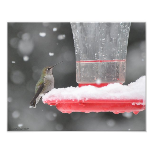 11X14 Anna's Hummingbird in the Snow Photo Print (Front)