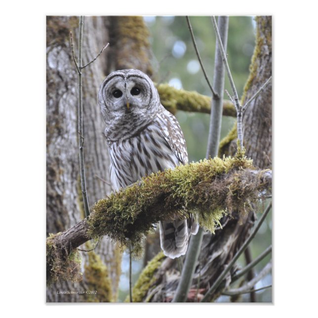 11X14 Barred Owl in Big Leaf Maple Tree Photo Print (Front)