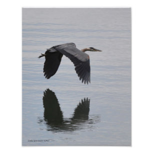 11X14 Great Blue Heron in Flight Photo Print