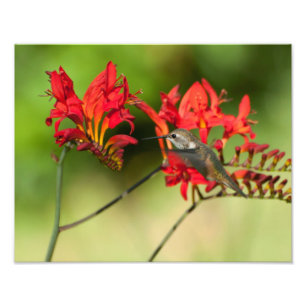 11X14 Hummingbird Lovers Delight Photo Print