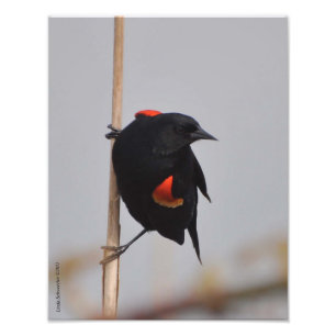 11X14 Male Red Winged Blackbird Photo Print