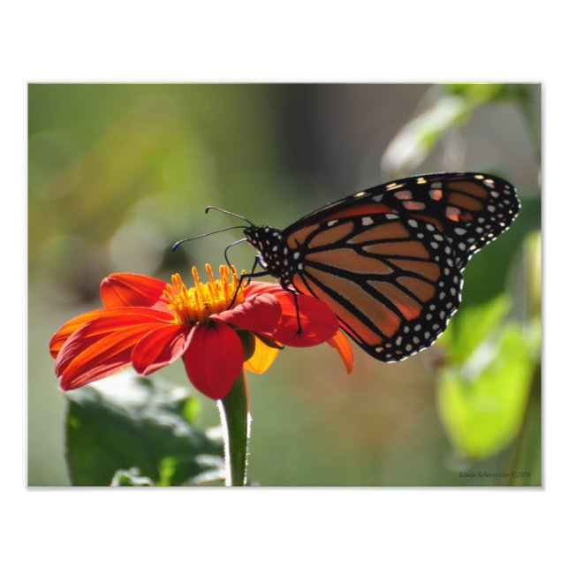 11X14 Monarch Butterfly on Mexican Sunflower Torch Photo Print (Front)