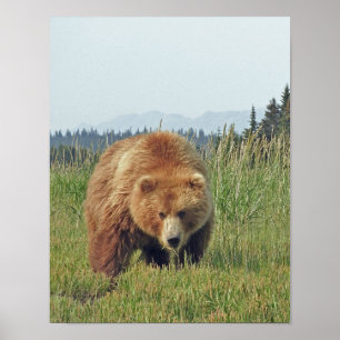 11x14 Poster Paper (Matte) of grizzly bear