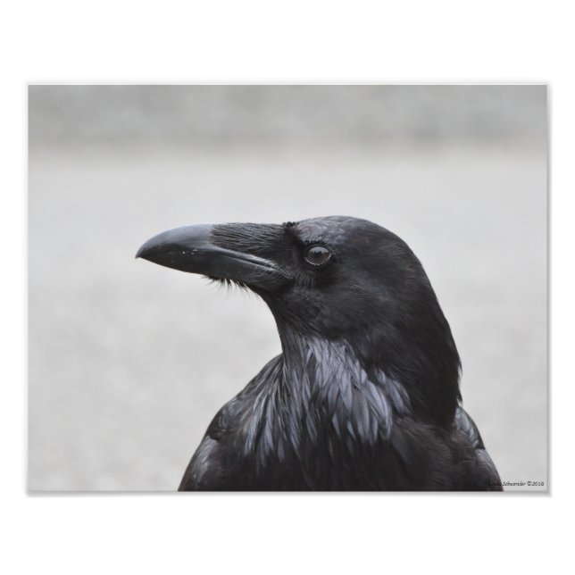 11X14 Raven the Magnificent! Photo Print (Front)