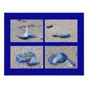 11X14 Velella Jellyfish Photo Print