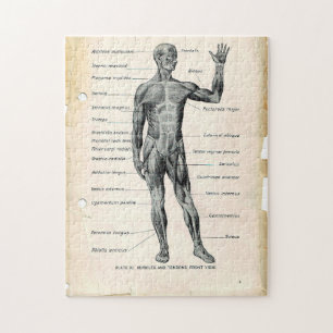 11x14 Vintage Anatomy Book Pages Jigsaw Puzzle