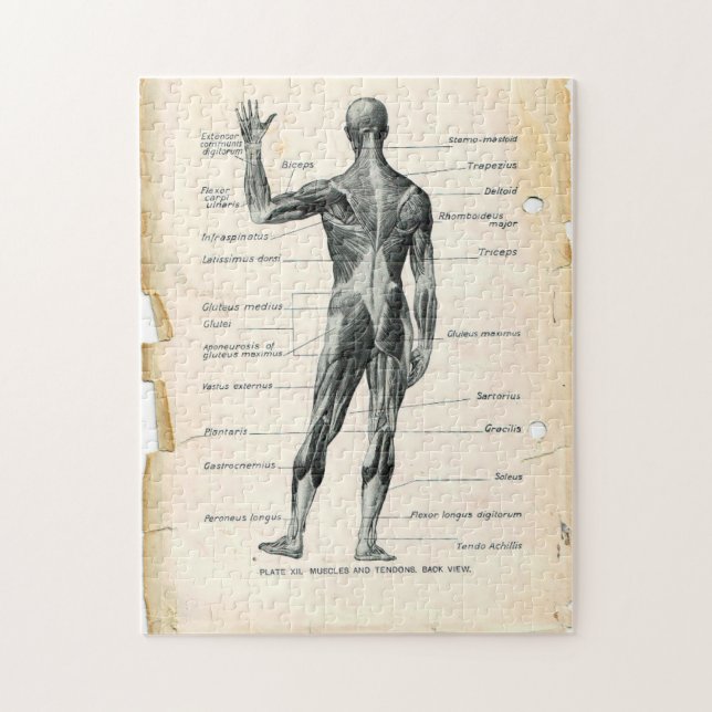 11x14 Vintage Anatomy Book Pages Jigsaw Puzzle (Vertical)