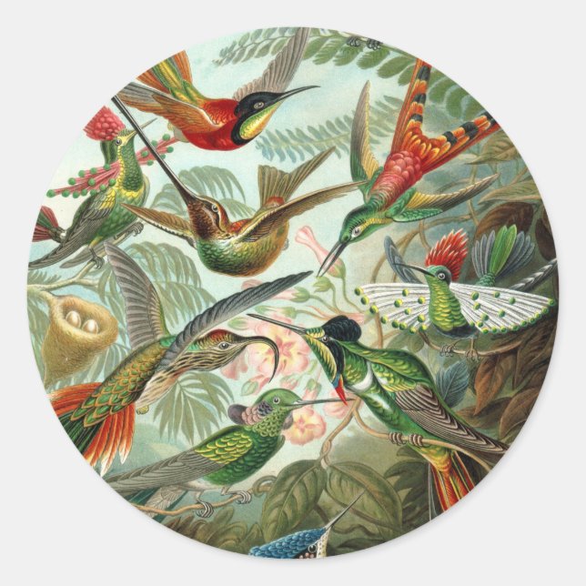 12 american humming birds breeds painted drawn classic round sticker (Front)