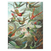 12 american humming birds breeds painted drawn