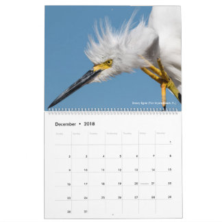 12 Birds for 2018 ~ Tom Spine Photography Calendar