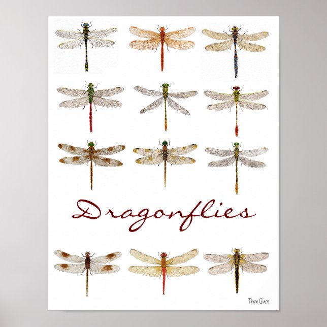 12 Dragonfly Species Poster (Front)