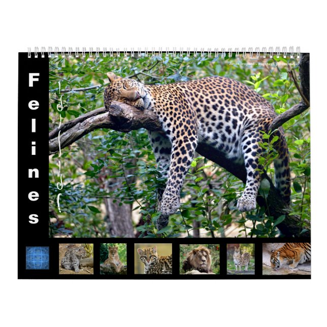 12 month calendar Felines (Cover)