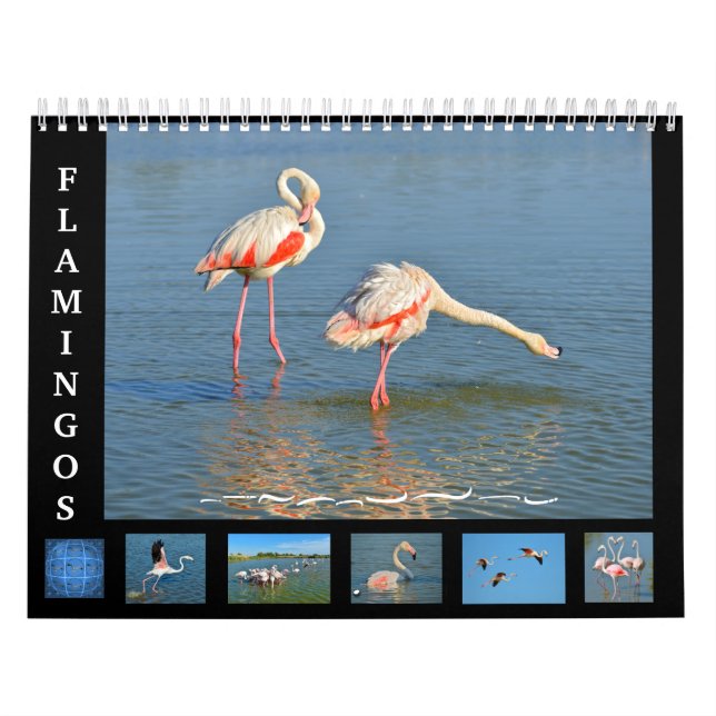 12 month calendar Flamingos (Cover)