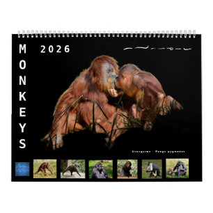 12 month calendar monkeys