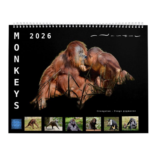 12 month calendar monkeys  (Cover)