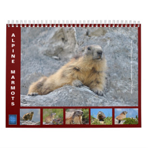 12 month calendar of Alpine marmots