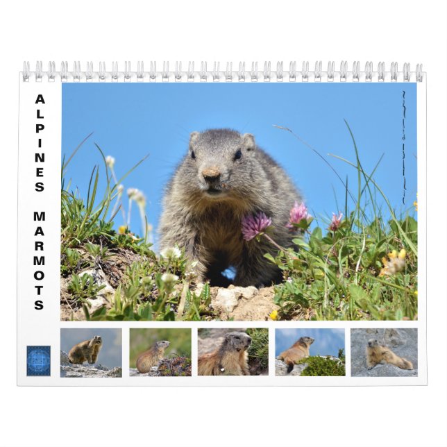 12 month calendar of Alpine marmots (Cover)