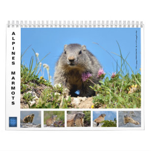 12 month calendar of Alpine marmots