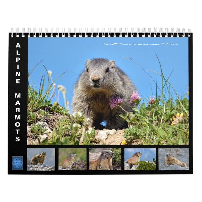 12 month calendar of Alpine marmots (Cover)