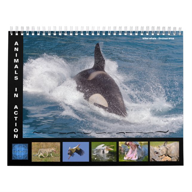 12 month calendar of animals in action (Cover)