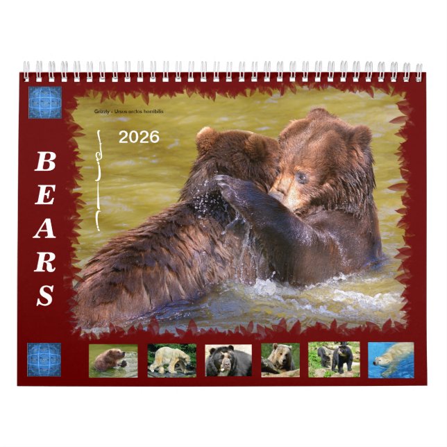 12 month calendar various bears  (Cover)