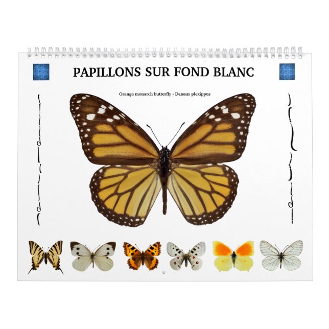 12 month calendar various butterflies  (Cover)