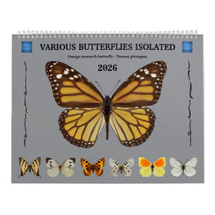 12 month calendar various butterflies 