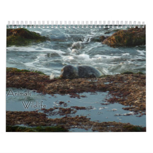 12 Months of Animals and Wildlife Photography Calendar