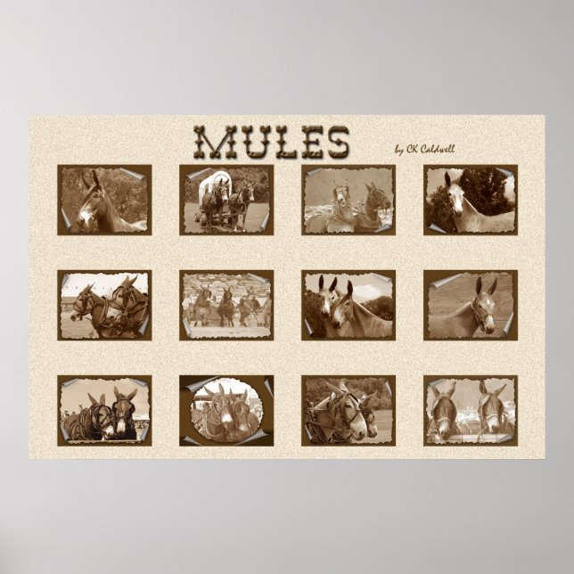 12 Mules Poster (Front)