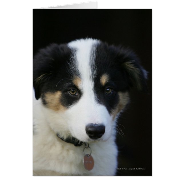 12 Week Old Border Collie Puppy (Front)