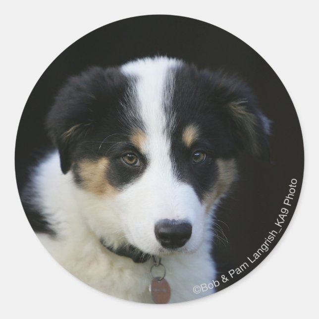 12 Week Old Border Collie Puppy Classic Round Sticker (Front)