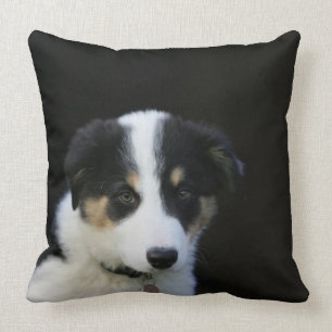12 Week Old Border Collie Puppy Cushion