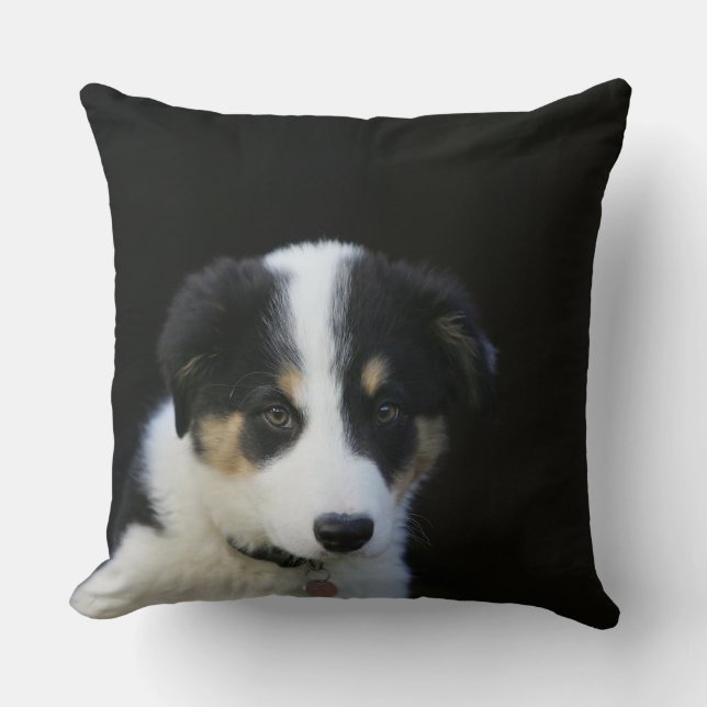 12 Week Old Border Collie Puppy Cushion (Front)