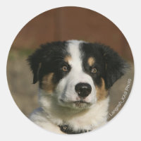 12 Week Old Border Collie Puppy Headshot