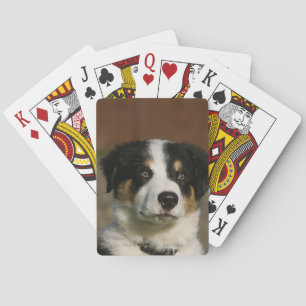 12 Week Old Border Collie Puppy Headshot Playing Cards